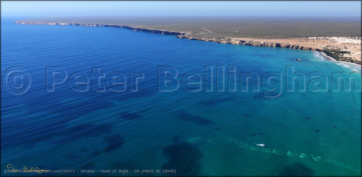 Peter Bellingham Photography Whales - Head of Bight - SA (PBH3 00 28940)
